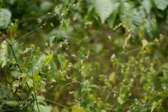 Peristrophe paniculata